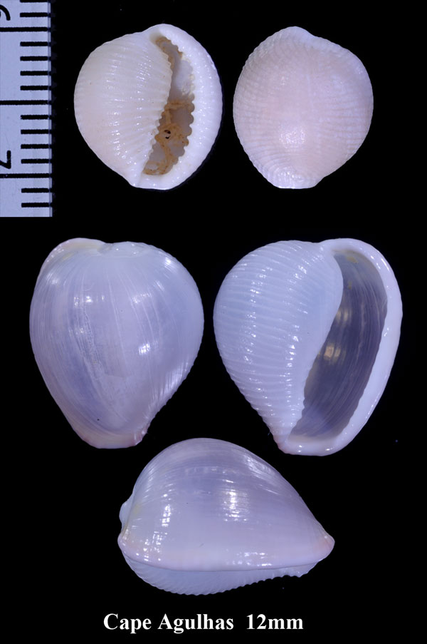 アマクチシラタマの仲間 Trivellona vesicularis small