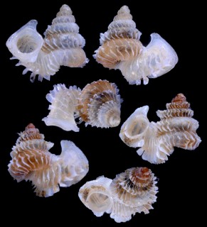 フクレアデヤカエントツノタウチガイ (仮称) Opisthostoma pulchellum small