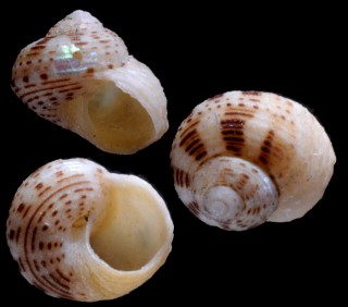 ヒノデシタダミ Lirularia pygmaea small