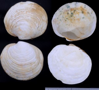 ショウゴインツキガイ 聖護院月貝 Anodontia philippiana small