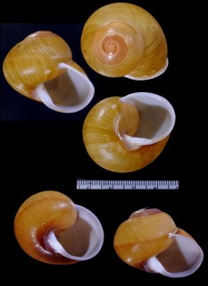 ネジリチャスジタニシマイマイの亜種 Calocochlia intorta aeruginosa small