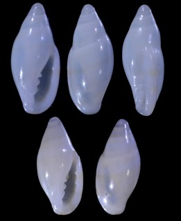 イリコゴメガイ Dentimargo neglecta small