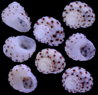 コイボサンショウガイモドキ (仮称) Vaceuchelus sp. small