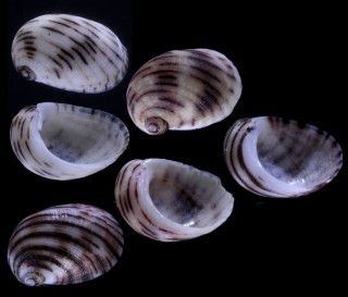 チゴアシヤ Synaptocochlea pulchella small