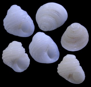 フトマキシラタマザンショウ (仮称) Leptothyra candida small