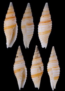 ホソイトマキフデの仲間 Subcancilla rufogyrata small