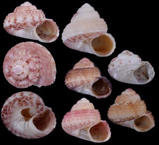 ナンアコシダカシタダミ　(仮称) Pseudominolia articulata small