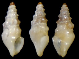 チャボウシツノクダマキ(仮称) Splendrillia sp. small