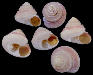 ミツカドコシダカシタダミ Minolia sp. small
