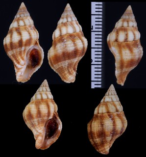 フォルスカルツノマタモドキ Peristernia forskalii forskalii small