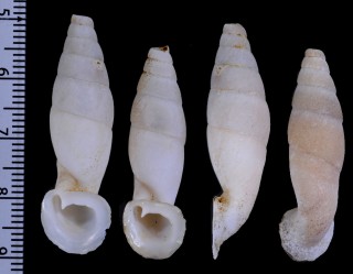 ククプオングワニグチギセル (仮称) Megalauchenia proctostoma forceps small