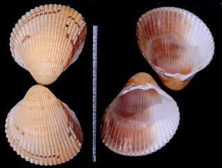 オオザルガイ Dinocardium robustum small
