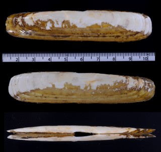 マメノサヤガイ Pharus legumen small