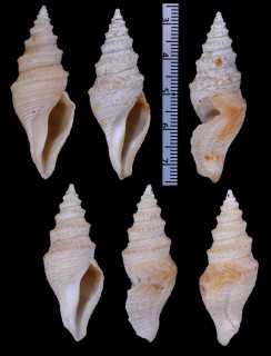 ヘレンシャジク Bathytoma helenae small