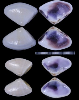 パナマナミノコ Donax panamensis small