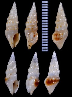 イトマキウミクダマキ (仮称) Splendrillia bozzettii small