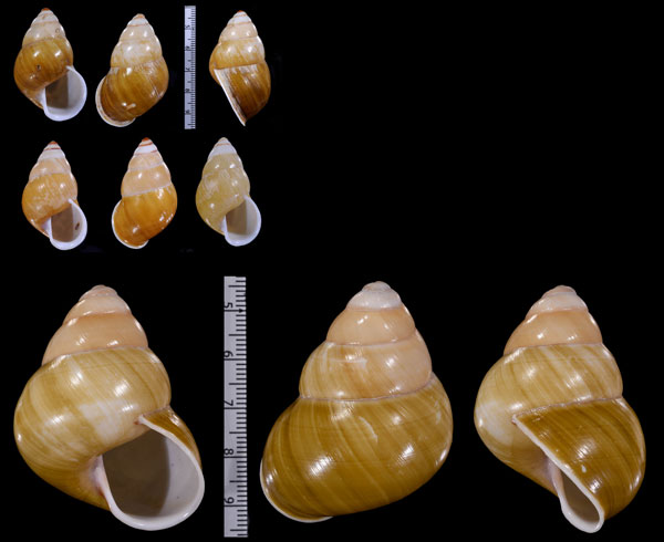 エメラルドタマゴマイマイ Helicostyla smaragdina small