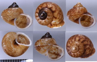 スジイリウスオカタニシの仲間 Leptopoma sericatum aff. small