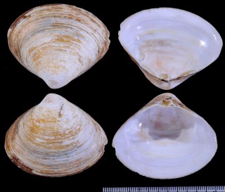 ナタールシワハマグリ (仮称) Mactra aequisulcata small
