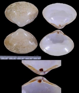 ツヤミナトガイ Mactra glabrata small