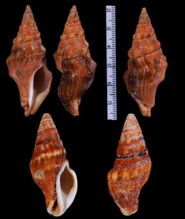 クダマキツノマタ Latirus polygonus small