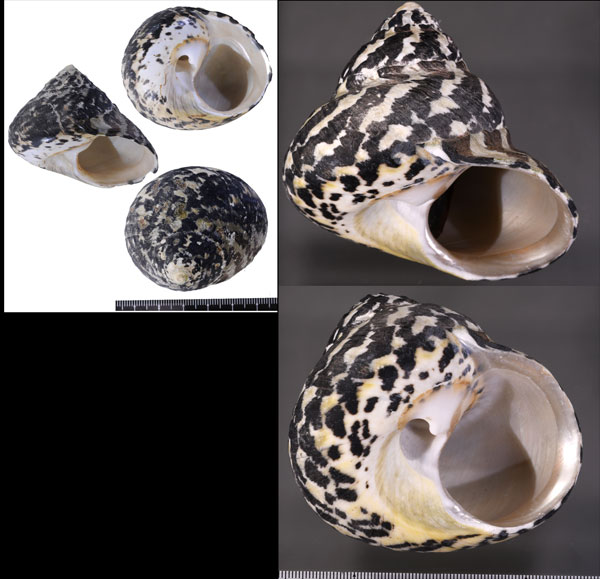 チャウダーガイ Cittarium pica small