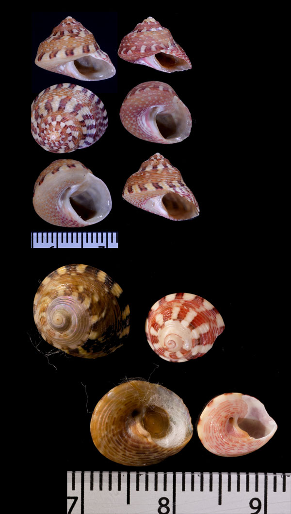 イナズマチグサ Gibbula capensis small