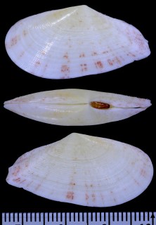 サラサヒノデガイ 更紗日ノ出貝 Tellina cumingii aff. small