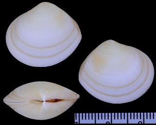 ヒラセザクラ Clathrotellina carnicolor small