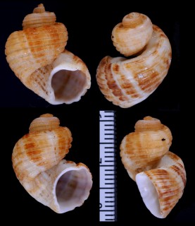ヘソカドオリイレボラ Trigonostoma semidisjunctum small