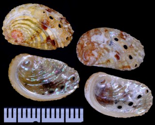 ニウエコビトジマアワビ (仮称) Haliotis jacnensis kershawi small
