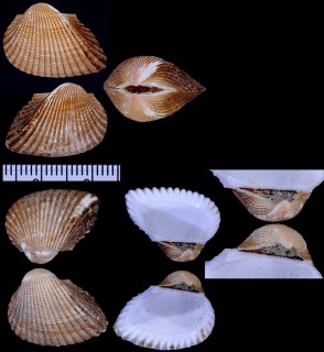 オルソンサルボウ (仮称) Anadara adamsi small