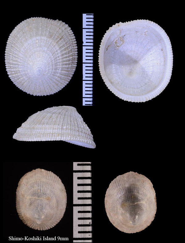 ユキスズメ 雪雀 Plesiothyreus cytherae small