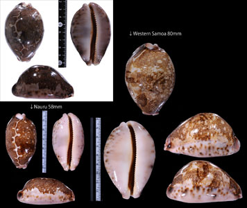 ムラサキハラダカラ 紫原宝 Leporicypraea mappa viridis small