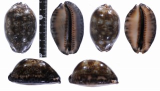 ボルネオヤクシマダカラ(仮称) Mauritia asiatica empressae small
