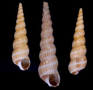 ウネナシイトカケ Acrilla acuminata small