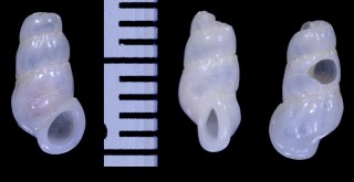 ミナミフシイトカケ Opalia crassilabrum small