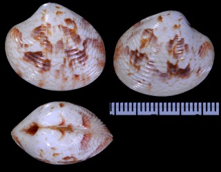 ミサカエワスレ Callpita eucymata small