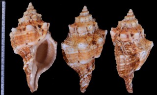 ペルシャイトマキボラ Pleuroploca clava small