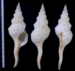 カドバリナガニシ Fusinus spectrum small