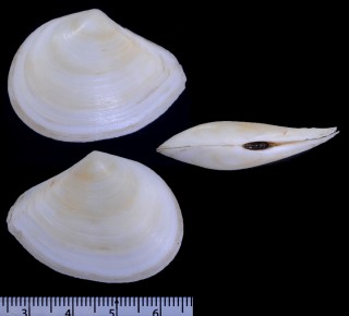 ニュージーランドシラトリ Macoma liliana small