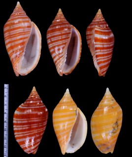 フトスジキンスジボラ Harpulina arausiaca vexillum small