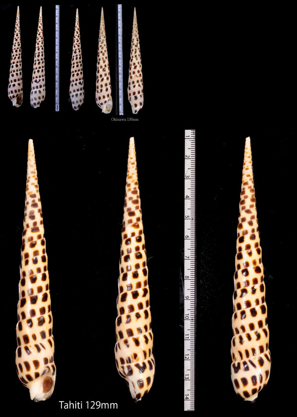 タケノコガイ Terebra subulata small