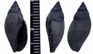 ミガキテツヤタテ Vexillum anthracinum small