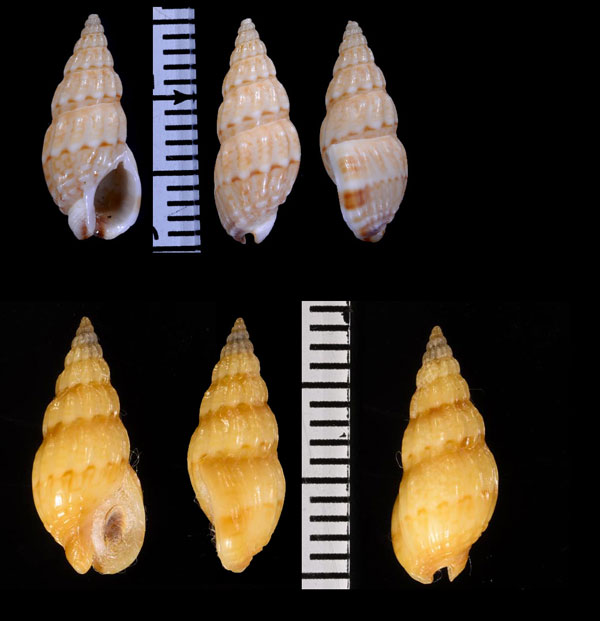 ケープムシロ Nassarius capensis small