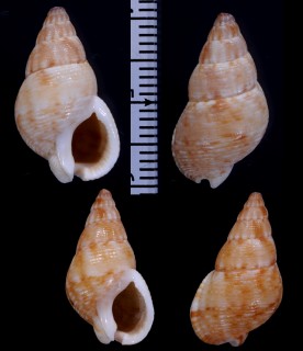 キザミトウダカムシロ (仮称) Nassarius filmerae small