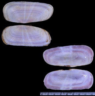 キヌタアゲマキ 砧揚巻 Solecurtus divaricatus small
