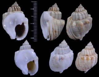 オリイレヨフバイの一型 Nassarius arcularius plicatus small