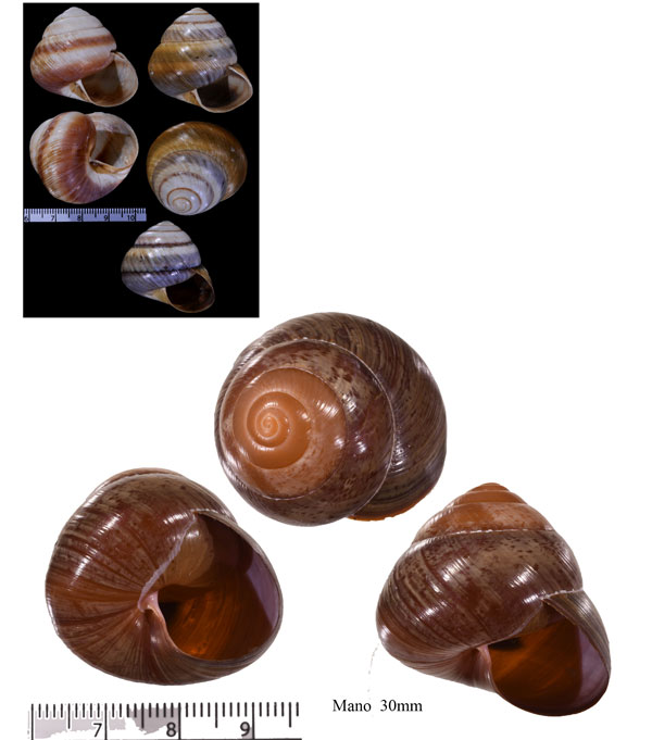 バジャウメダママイマイ (仮称) Asperitas badjavensis small