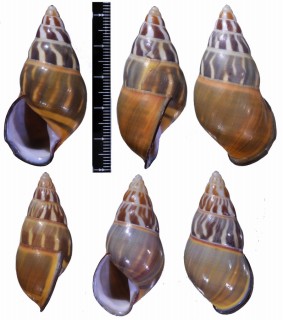 パラワンウコンマイマイ Amphidromus quadrasi palawanensis small